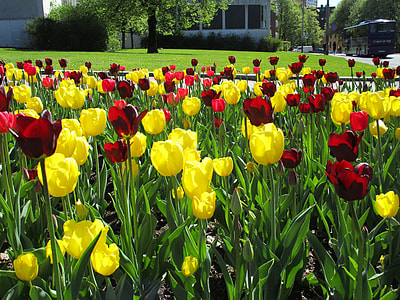 Tulips, Flower thumbnail