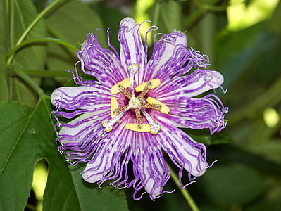 close-up photo of purple and white passion vine flower thumbnail