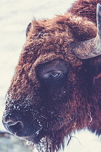 close-up photography of brown bison thumbnail