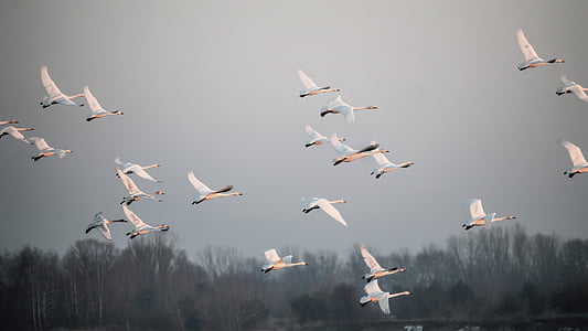 flock of birds flying thumbnail