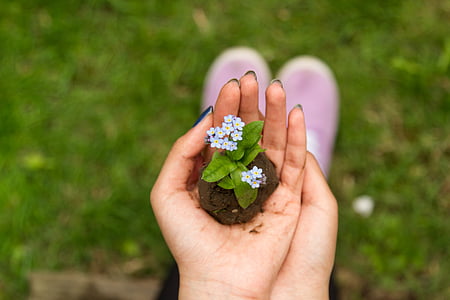 person holding blue forget-me-not flowers selective-focus photography thumbnail