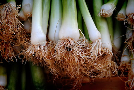 Close-up of Vegetables thumbnail