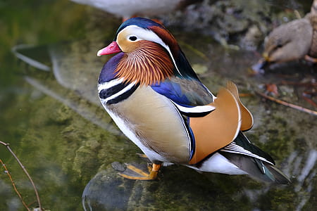 male mandarin duck on brown and black stone thumbnail