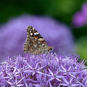 painted lady butterfly perching on purple flowers in selective focus photography thumbnail
