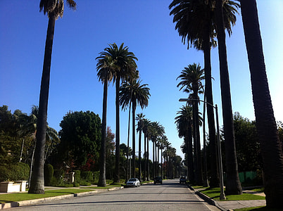 road surrounded by trees thumbnail
