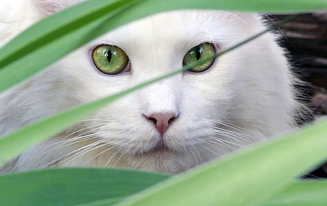 long-hair white cat hiding on green leafed plant thumbnail