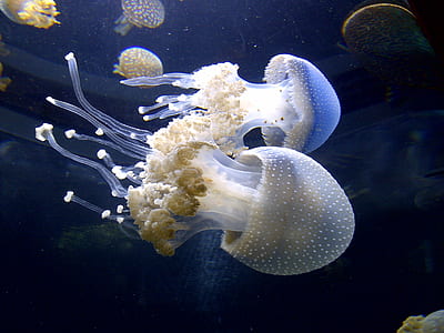 photo of white jellyfish thumbnail