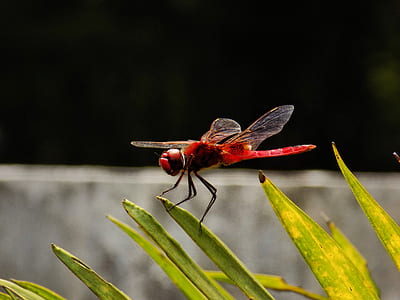 red dragonfly perched on green leaf thumbnail