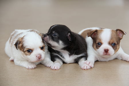 three short-coated assorted-color puppies thumbnail