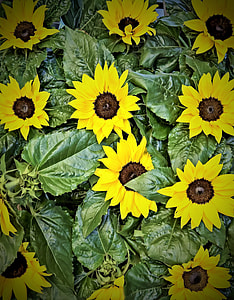 sunflowers thumbnail