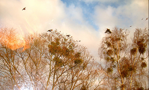 Treetop, Birds In Trees thumbnail