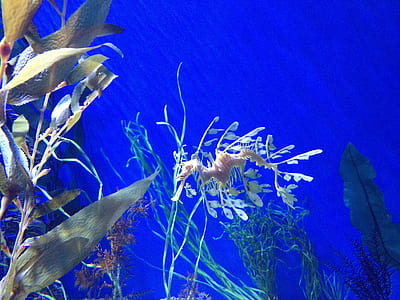 sea dragon swimming underwater thumbnail