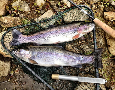 two salmon fishes caught by fish net thumbnail