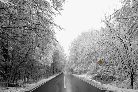 paved road surrounded by bare trees thumbnail