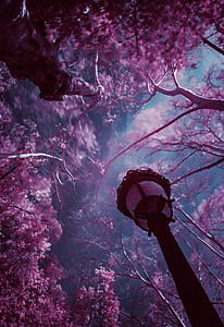 low angle photography of cherry blossom trees and lamp post thumbnail