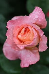 selective focus photography of pink rose flower with water dew thumbnail