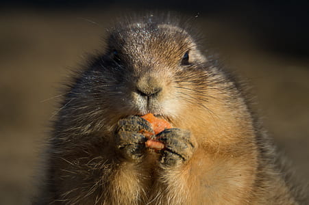 eating, animal, carrot, prairie dog thumbnail