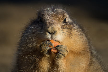brown squirrel eating thumbnail