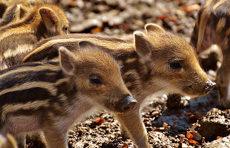 brown and black piglets thumbnail