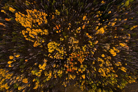 aerial photo of forest thumbnail
