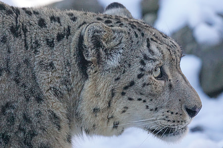 wild photography of Jaguar with snow background thumbnail