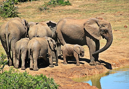 brown elephants thumbnail