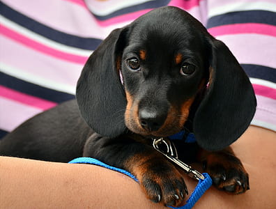 black and brown dachshund thumbnail