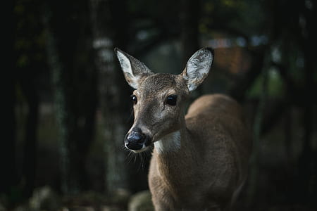 selective focus photography of brown deer thumbnail