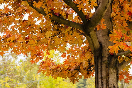 orange maple tree outdoors thumbnail