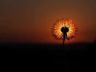 tilt shift photography of orange dandelion thumbnail