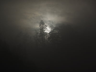 silhouette photo of trees under cloudy sky thumbnail