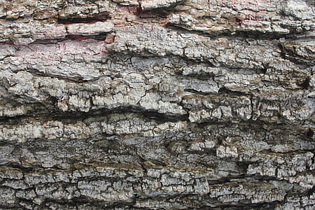 brown wood log thumbnail