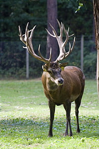 buck near bare tree during daytime thumbnail