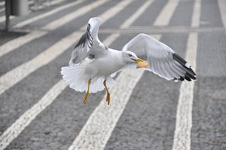 white seagull biting bread thumbnail
