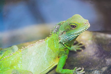 Close-up Photography Of Green Iguana thumbnail