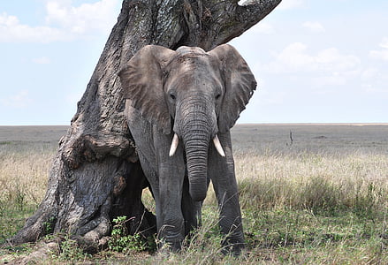 gray elephant beside tree thumbnail