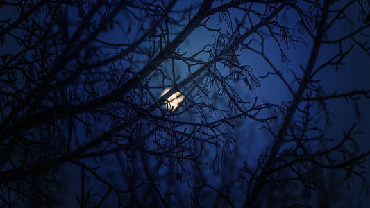 silhouette photo of tree branch during night sky thumbnail