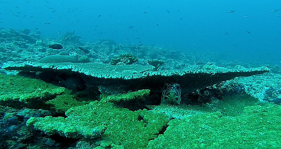 underwater photographyo fgreen corals thumbnail