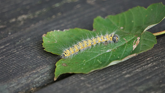 Caterpillar, Butterfly Caterpillar thumbnail