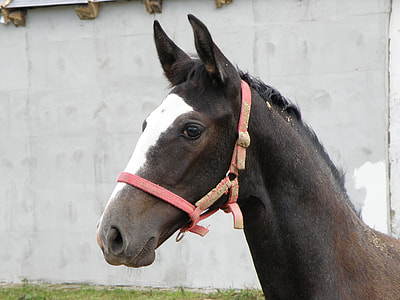 Lipizzaner, Lipizzan Foal thumbnail