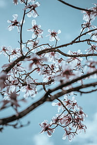 white petal flowers under sunny sky thumbnail