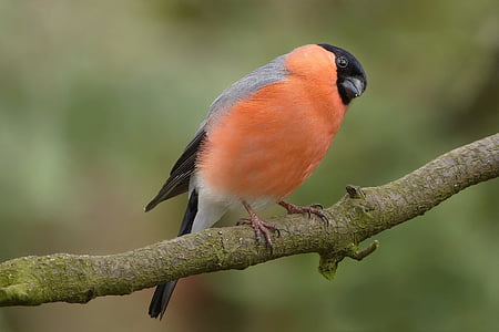 orange bird outdoor thumbnail