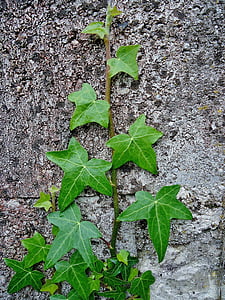 green leaf plant at wall thumbnail