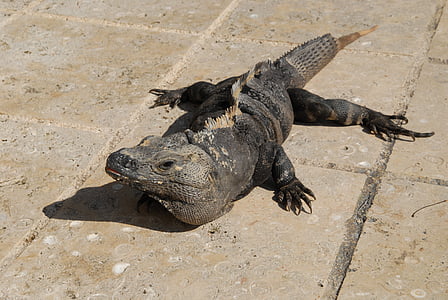 black komodo dragon thumbnail