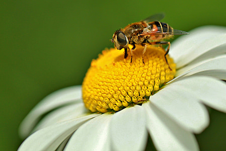 macro photography of bee perched on white petaled flower thumbnail