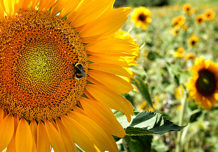 close up photo of sunflower at daytime thumbnail