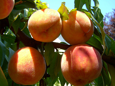 close-up of honey crisp apples thumbnail