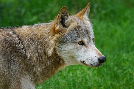 closeup photography of brown and white wolf thumbnail