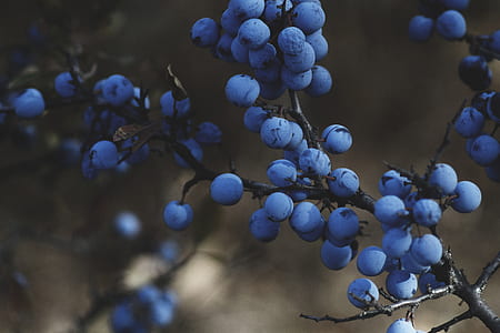 shallow focus photography of blueberries thumbnail