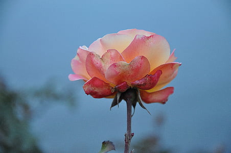 selective focus photography of white and pink rose thumbnail